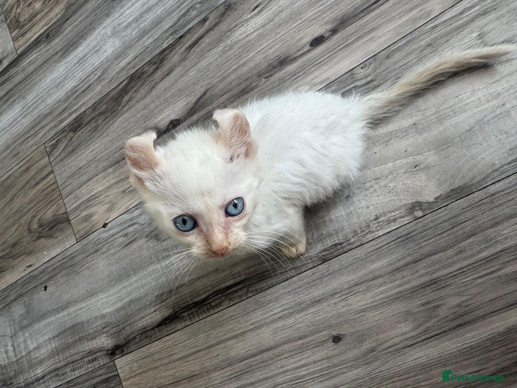 Mixed Breed cats Beautiful boy - Advert 6