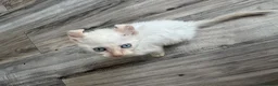 Mixed Breed cats for sale: Beautiful boy - Advert 1