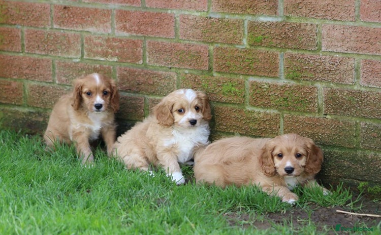 Cavapoo dogs - Advert 2