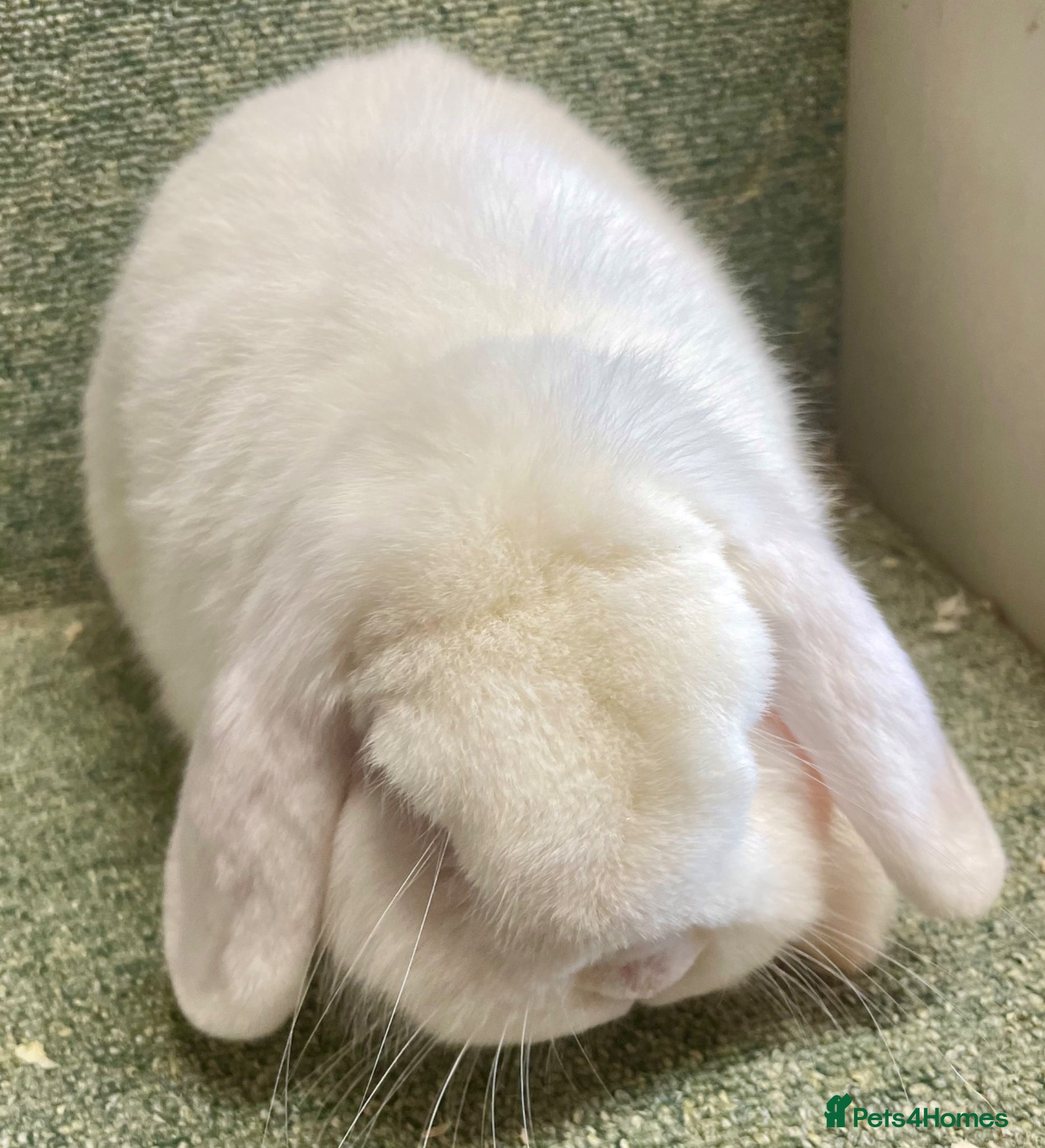 Mini Lop rabbits Lovely adult boy for rehoming - Advert 15