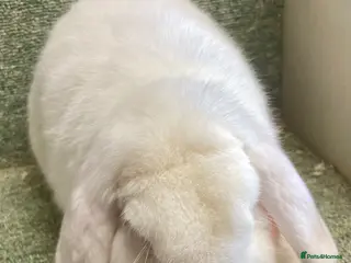 Mini Lop rabbits Lovely adult boy for rehoming - Advert 15