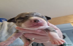 Mixed Breed dogs for sale: Kelpie x Collie Puppies  - Image 7