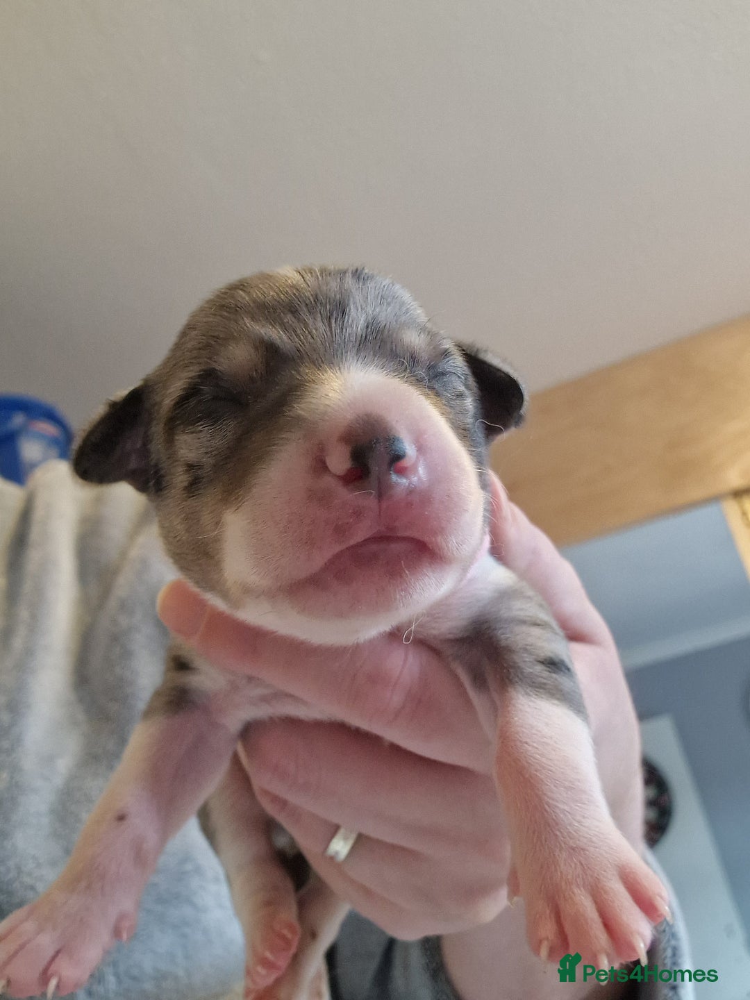 Mixed Breed dogs for sale: Kelpie x Collie Puppies  - Image 7