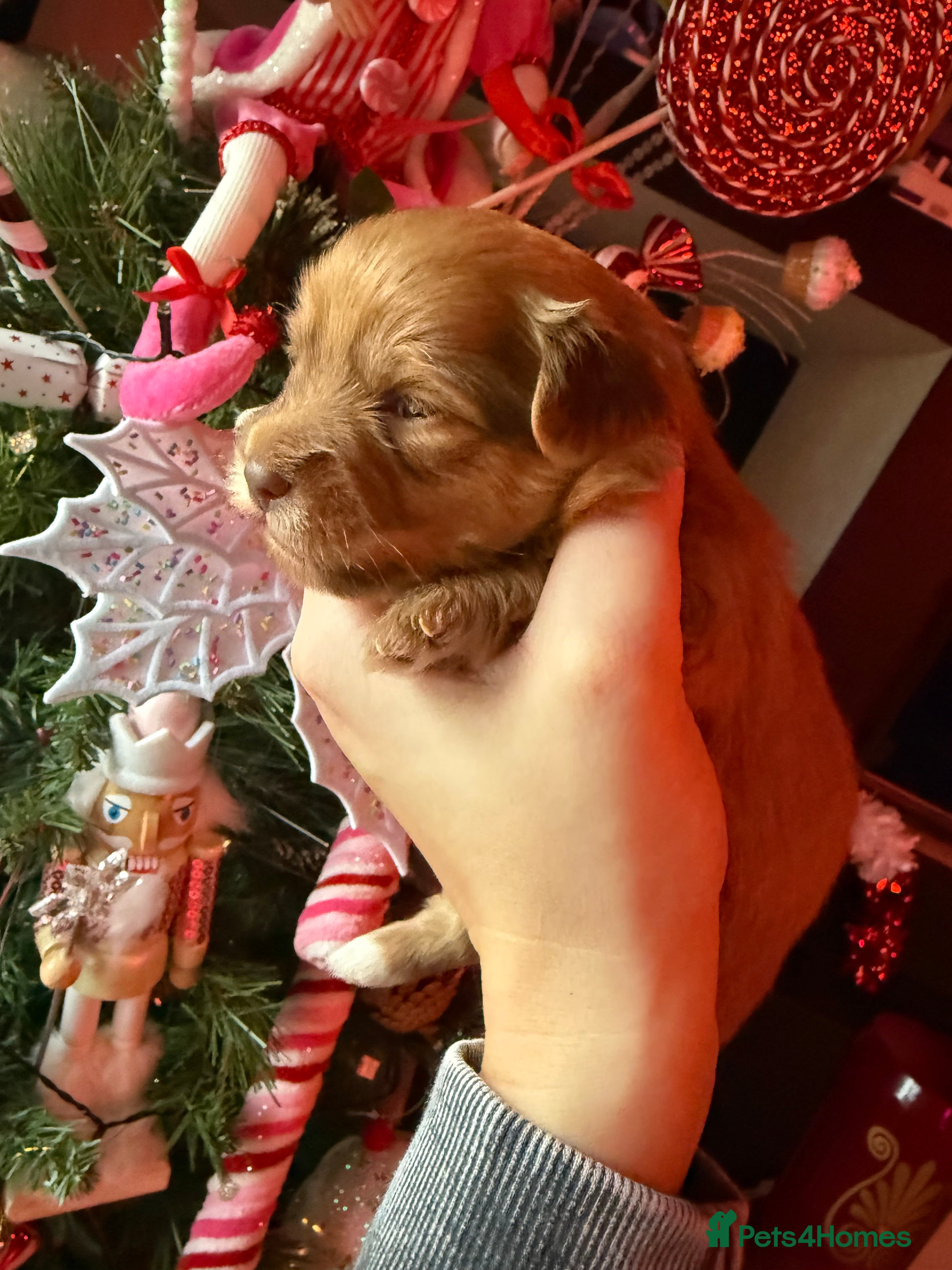 Mixed Breed dogs Beautiful pups for sale!  - Advert 10