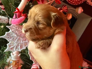 Mixed Breed dogs Beautiful pups for sale! - Advert 15