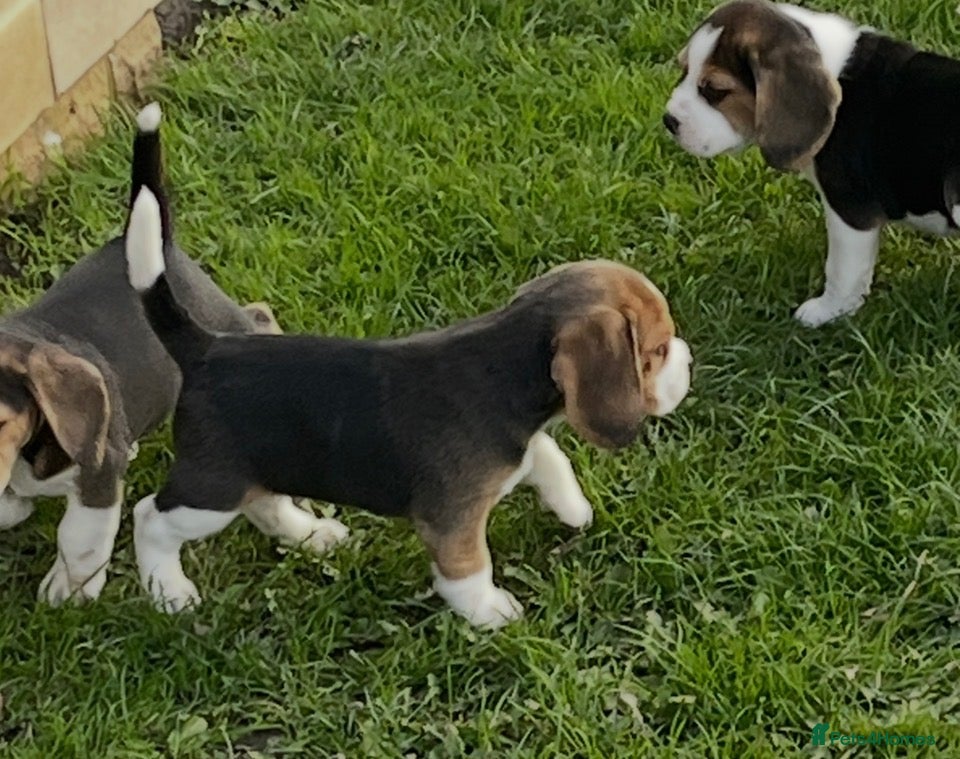 Beagle dogs for sale: Champion Bred Puppies (KC Reg) - Advert 3