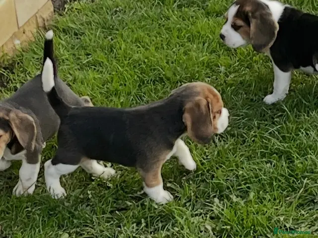Beagle dogs for sale: Champion Bred Puppies (KC Reg) - Advert 3