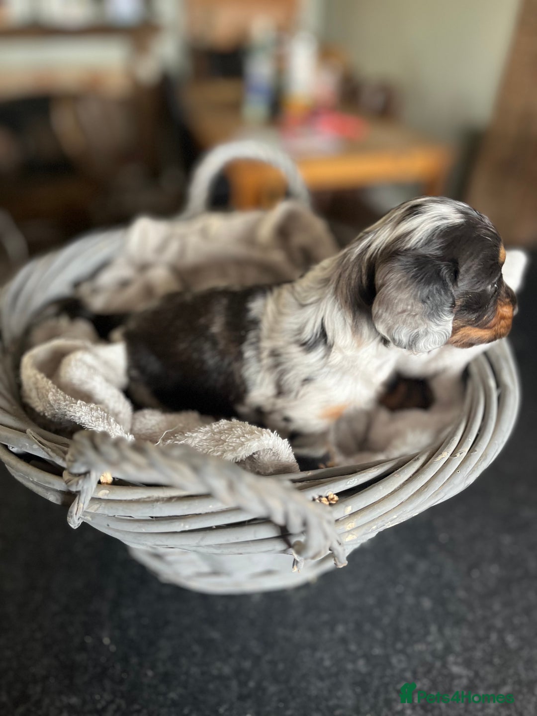 Miniature Dachshund dogs for sale: Beautiful miniature dachshund puppies for sale.  - Image 6