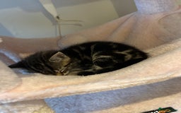 Mixed Breed cats for sale: Female cat - Image 5