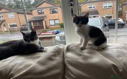 Siamese cats for sale: 3 female kittens  - Image 3