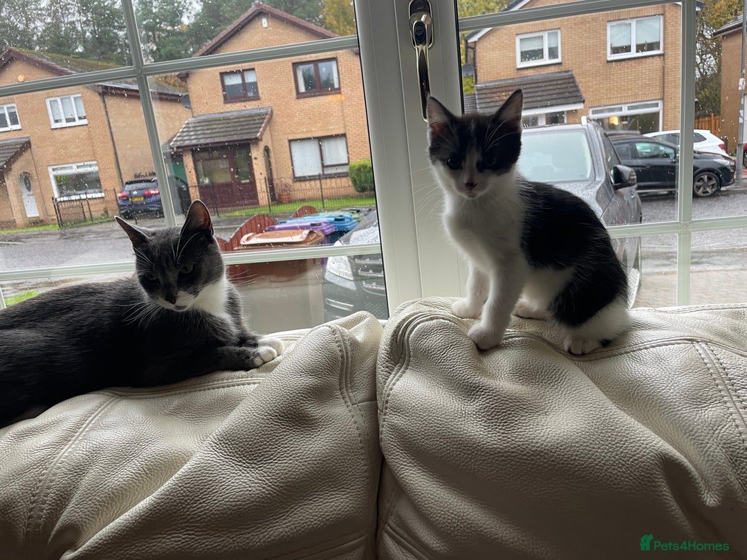 Siamese cats for sale: 3 female kittens  - Image 3