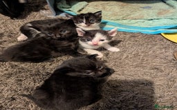 Mixed Breed cats for sale: Gorgeous kittens Cute bundles of mischief - Image 7