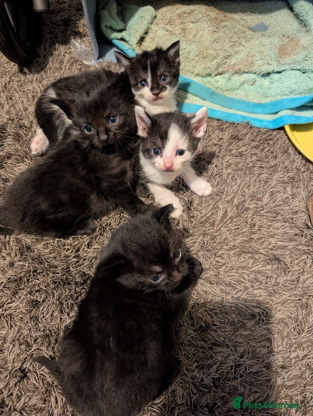 Mixed Breed cats for sale: Gorgeous kittens Cute bundles of mischief - Image 7