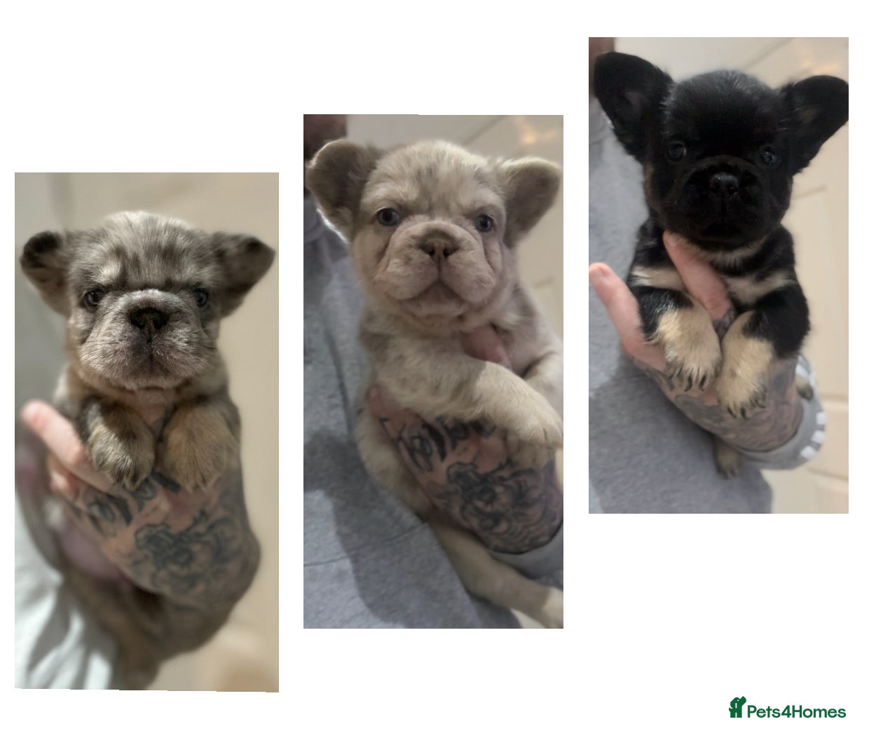 French Bulldog dogs RARE FLUFFY FRENCHIES! LAST 3 LEFT!!!! - Advert 4