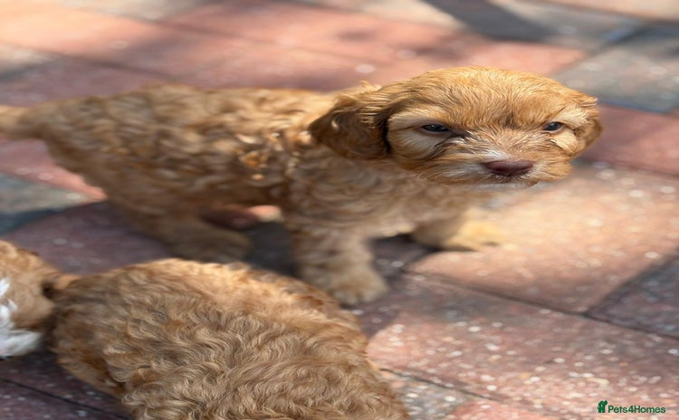 Cavapoo dogs - Advert 14