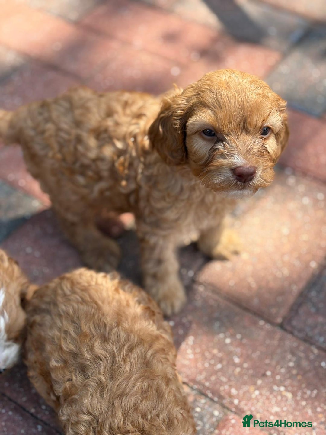 Cavapoo dogs for sale: F1B cavapoo puppies - Image 1