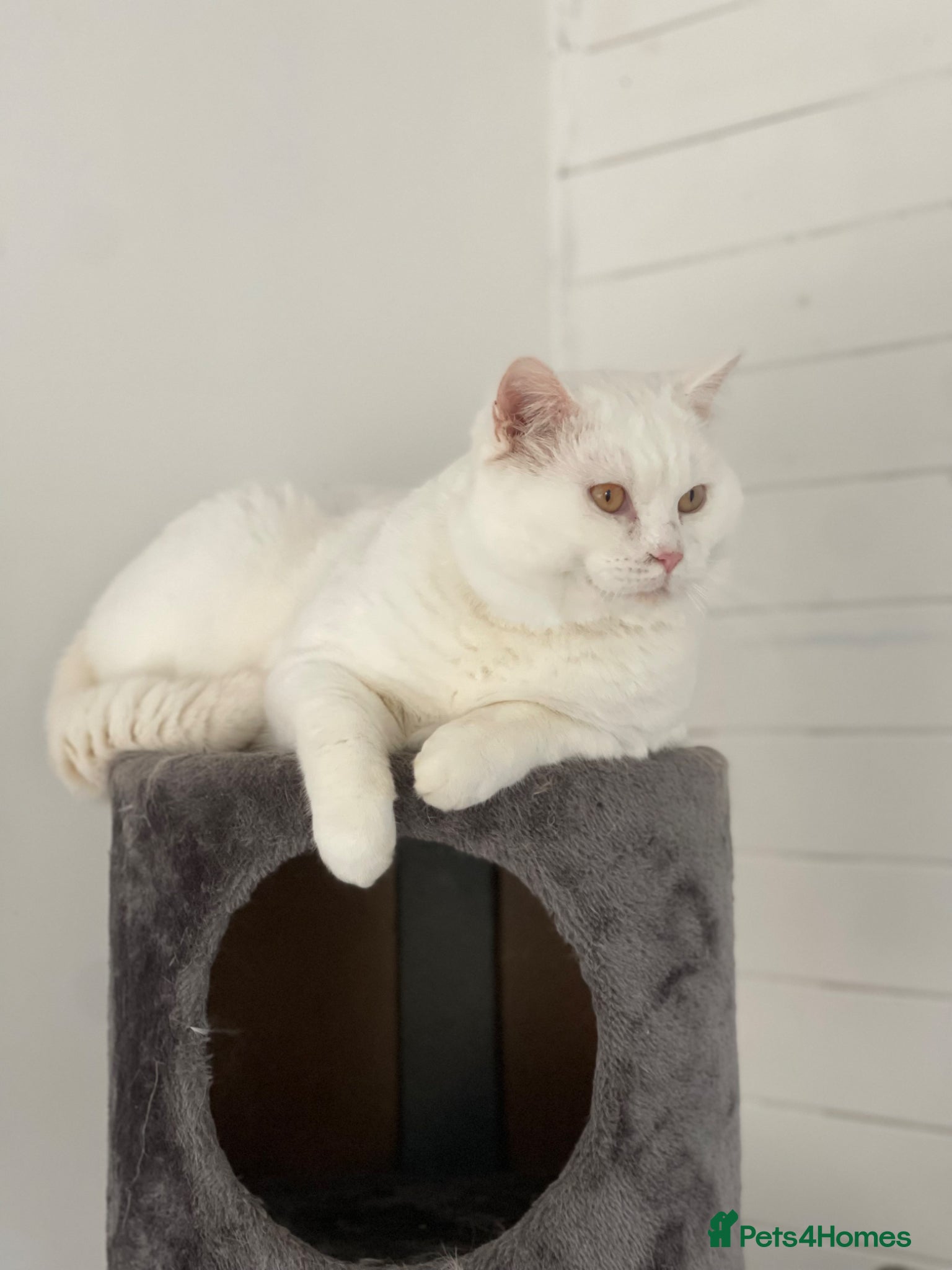 British Shorthair cats British Shorthair for adoption - Advert 1