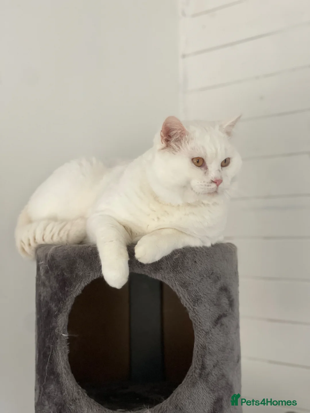 British Shorthair cats for adoption: British Shorthair for adoption - Advert 1