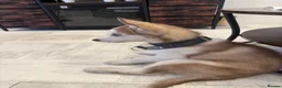 Siberian Husky dogs for sale: Siberian Husky - Advert 5