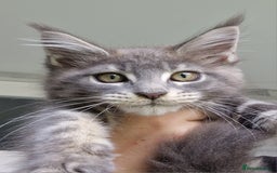 Maine Coon cats for sale: Maine coon kittens  - Image 17