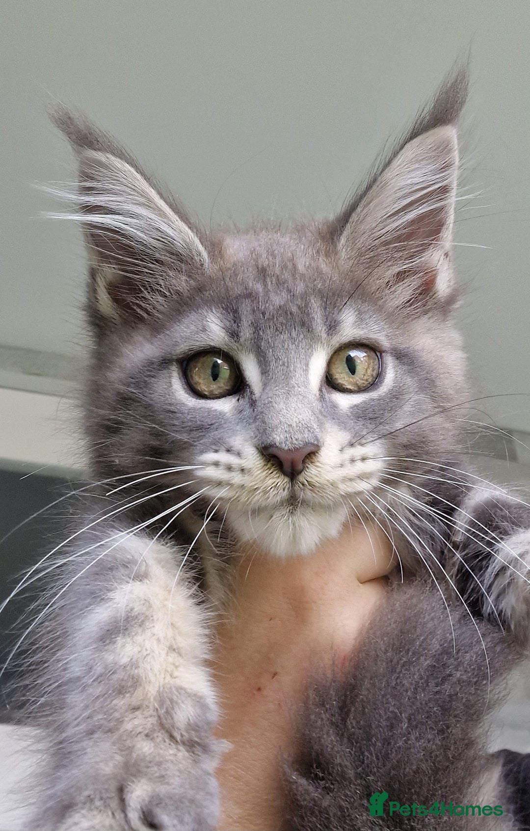 Maine Coon cats for sale: Maine coon kittens  - Image 17