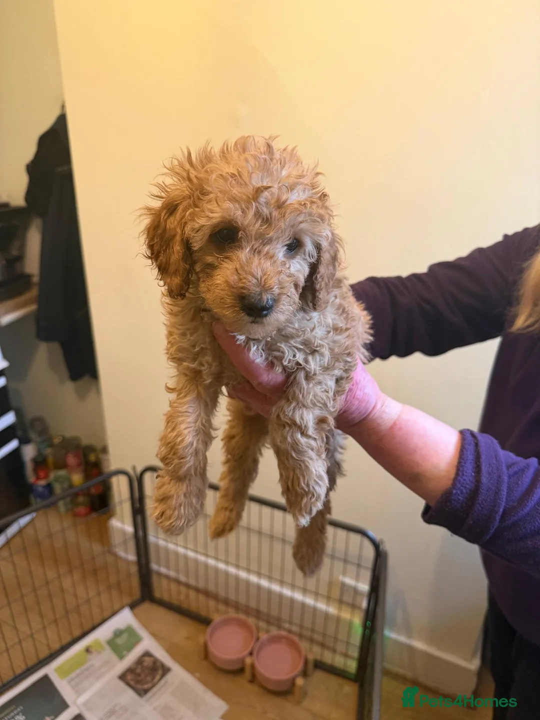 Cavapoo dogs for sale: Cavapoos F1B  For  Sale  - Advert 4