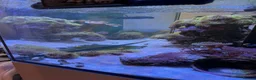 Other/Mixed Breed fish for sale:  Marine Tank Shutdown – Full Livestock Package  in London - Advert 2
