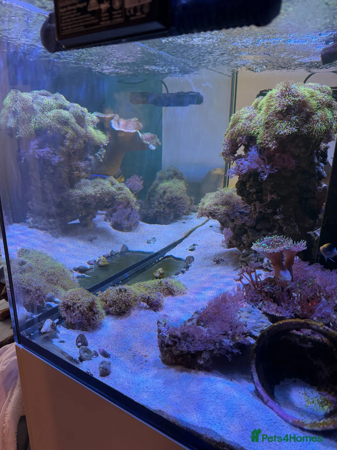 Other/Mixed Breed fish for sale:  Marine Tank Shutdown – Full Livestock Package  in London - Advert 2