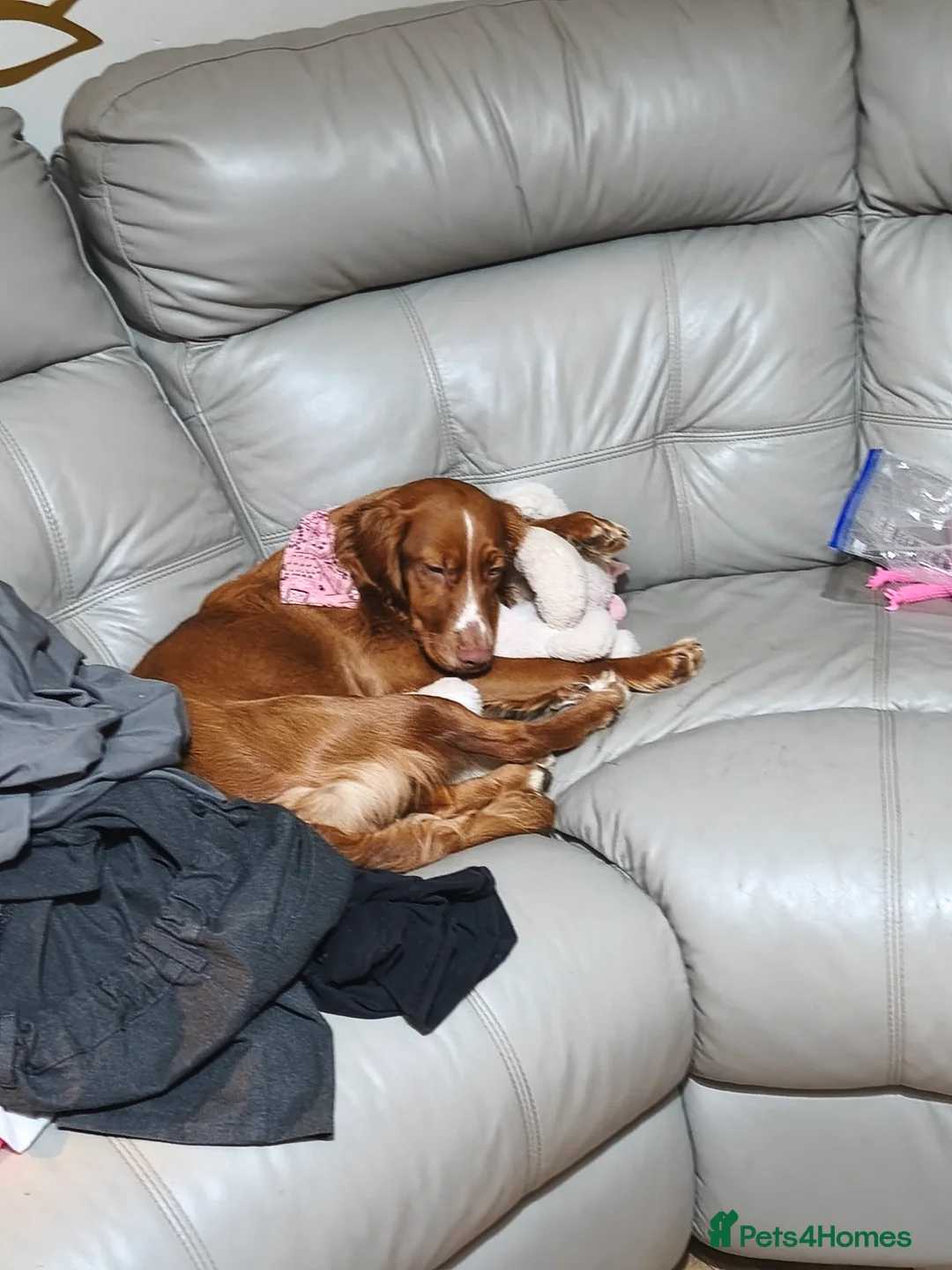 Cocker Spaniel dogs for sale: Cocker spaniel 8 months old - Advert 5