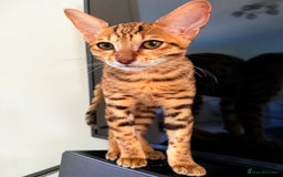 Savannah cats for sale: TICA Reg F3 Savannah Female Kitten ONE LEFT - Image 5
