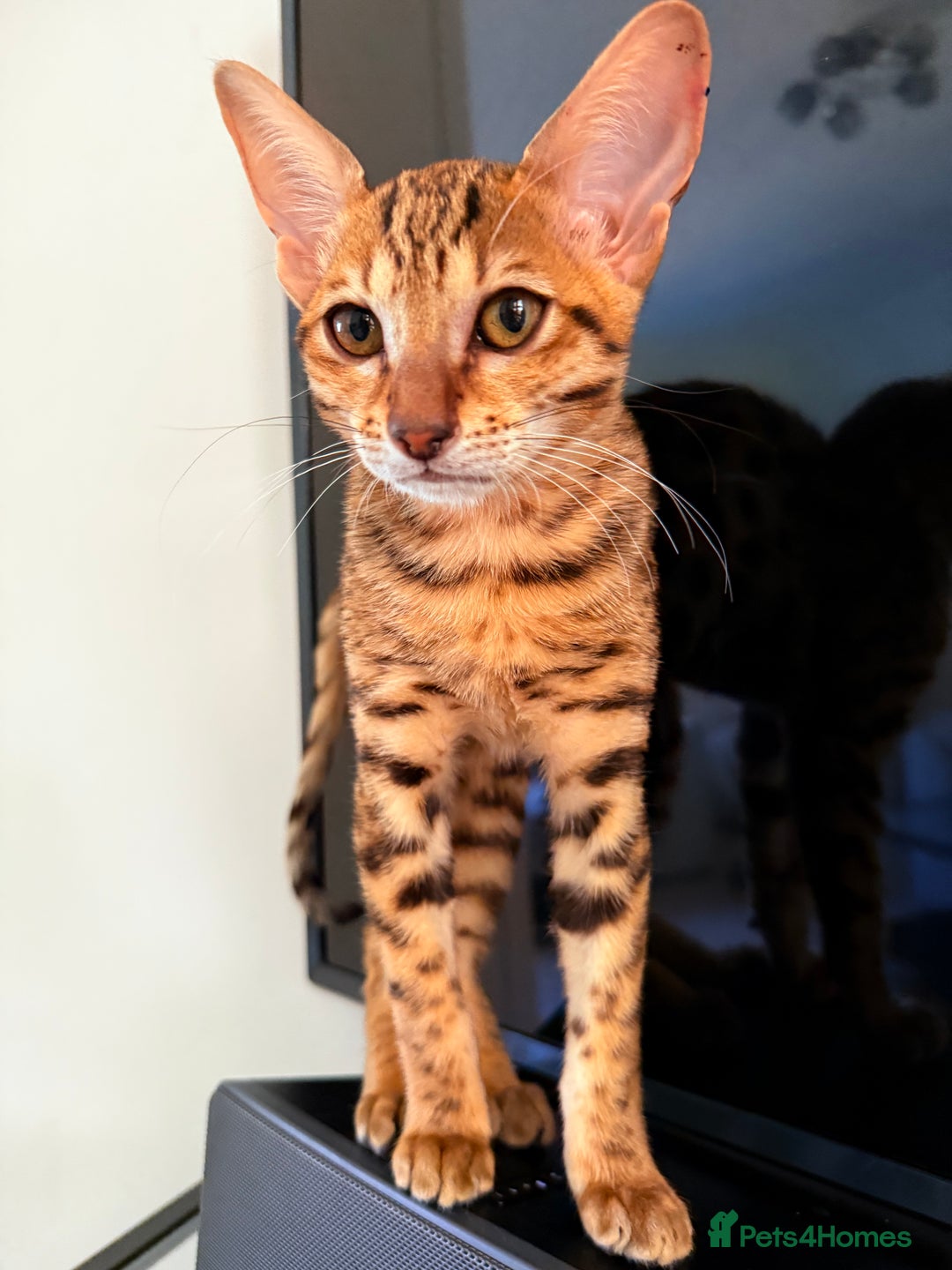 Savannah cats for sale: TICA Reg F3 Savannah Female Kitten ONE LEFT - Image 5