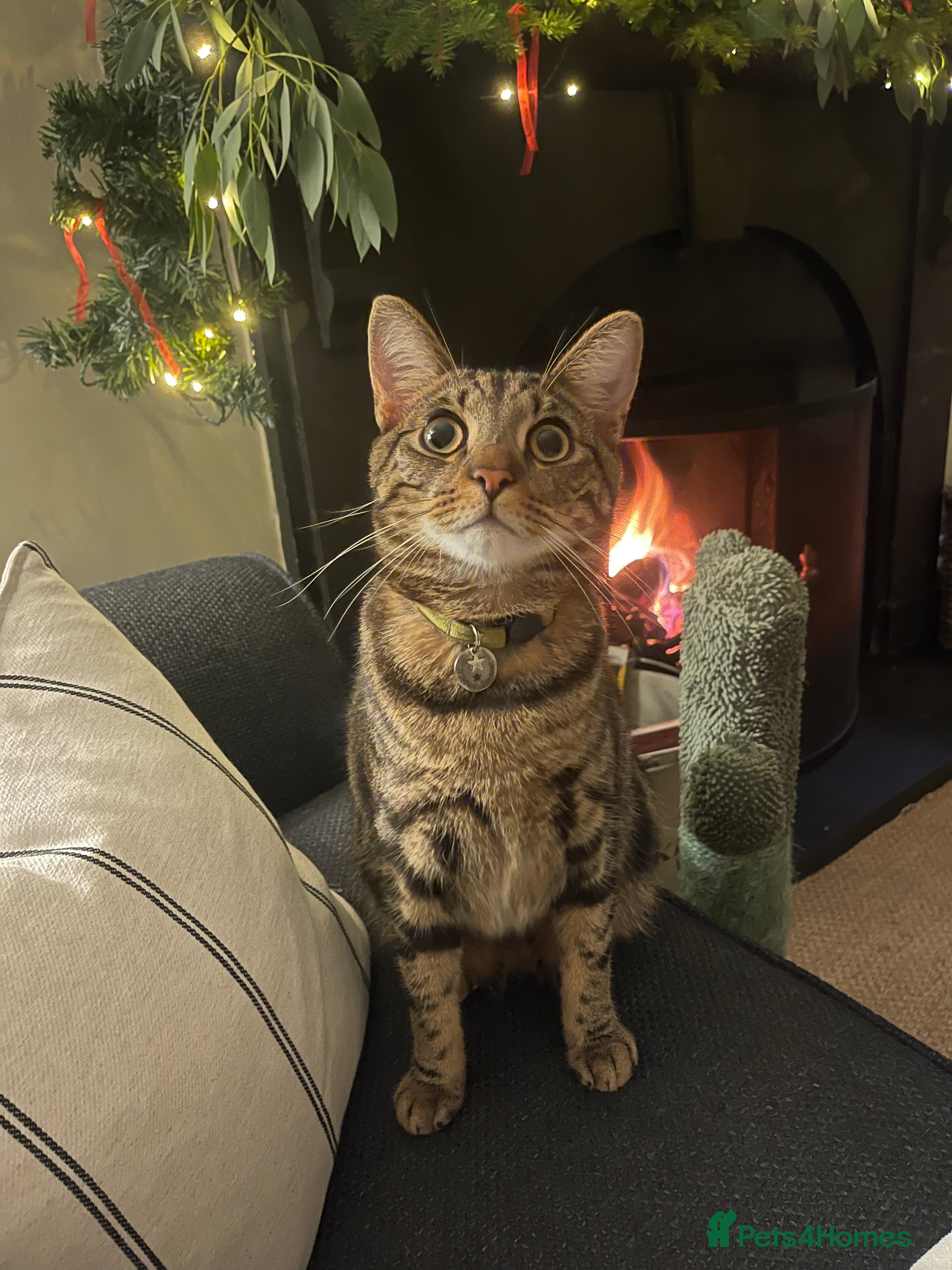 Mixed Breed cats Murphy - Friendly Indoor | Looking for Loving Home - Advert 2