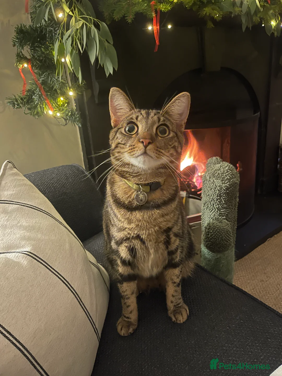Mixed Breed cats for sale: Murphy - Friendly Indoor | Looking for Loving Home - Advert 1