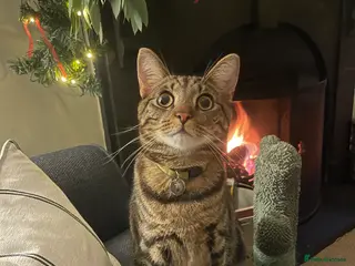 Mixed Breed cats Murphy - Friendly Indoor | Looking for Loving Home - Advert 1