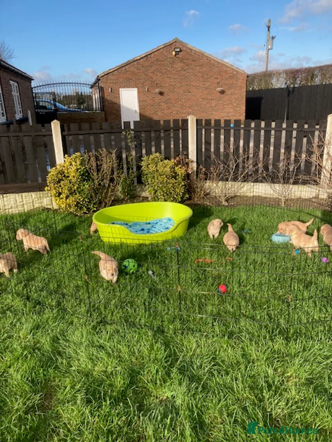 Golden Retriever dogs for sale: Beautiful retriever puppies, KC Reg/Health tested - Advert 5