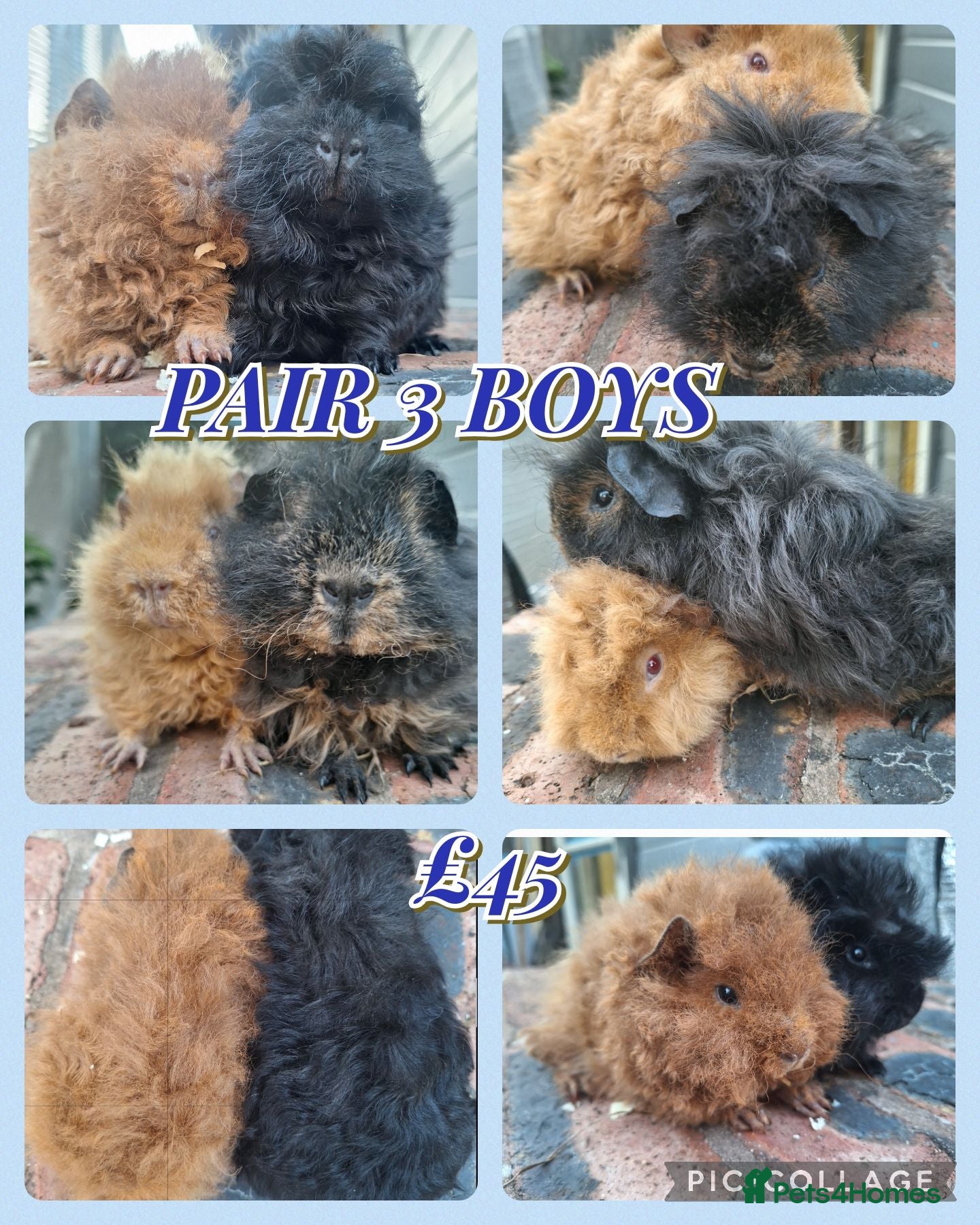 Guinea Pig rodents Pairs of Gorgeous girls pairs +boy guinea pigs - Advert 10
