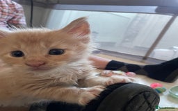 Maine Coon cats for sale: Maine coon babies  - Image 15