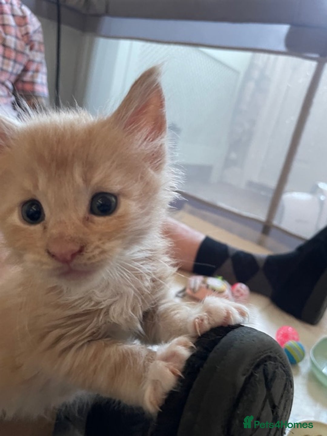 Maine Coon cats for sale: Maine coon babies  - Image 15