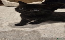 British Shorthair cats for sale: Black BSH x kittens  - Image 12