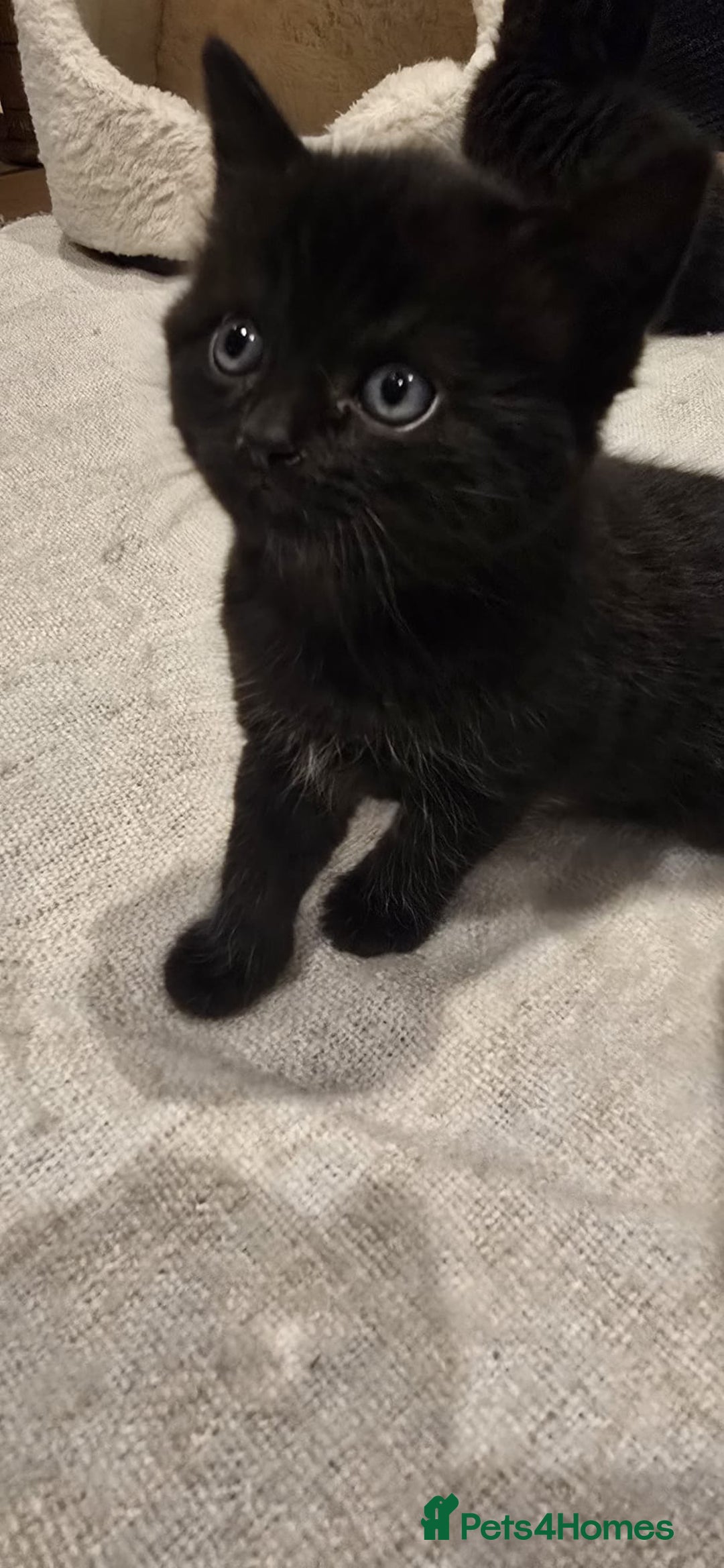 British Shorthair cats for sale: Black BSH x kittens  - Image 12