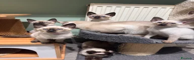 Siamese 4