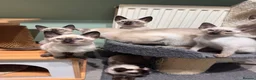Siamese cats for sale: 6 affectionate traditional Siamese kittens ready - Advert 5