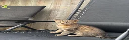 Mixed Breed cats for sale: Little Tiger🐯  in Barking - Advert 7