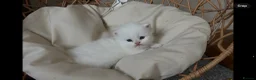 Munchkin cats for sale: Sweetest Personality Guaranteed-Fur Babies 🤗 - Advert 4
