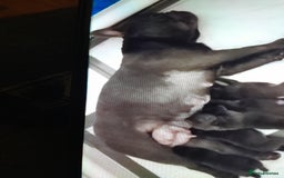 French Bulldog dogs for sale: Quality World class French bulldogs !!!! - Image 10