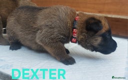 Belgian Shepherd Dog dogs for sale: PuppiesDWKC registered Working Line,Tested Parents - Image 14