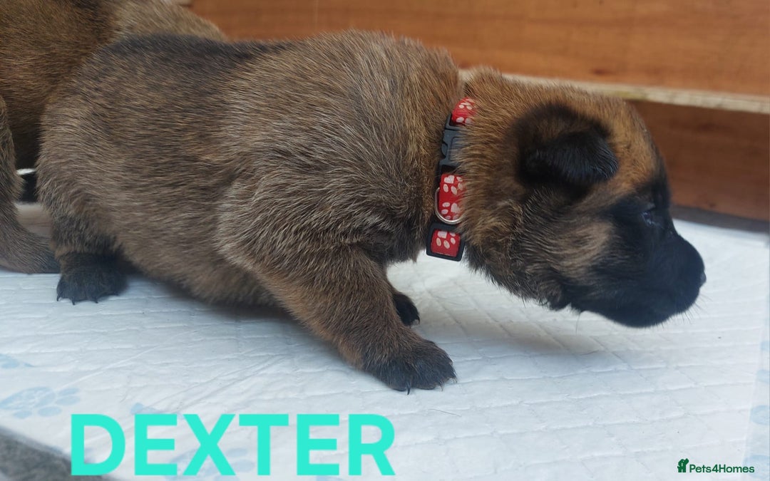 Belgian Shepherd Dog dogs for sale: PuppiesDWKC registered Working Line,Tested Parents - Image 14