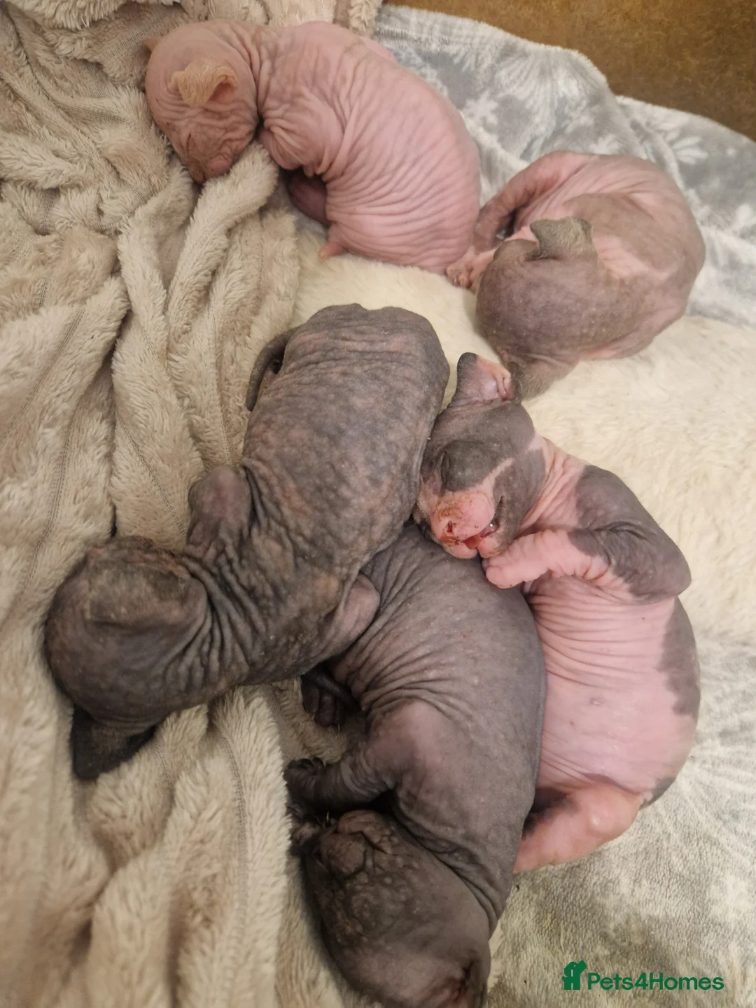 Sphynx cats for sale: Five Beautiful Thriving Sphynx Kittens  - Advert 5