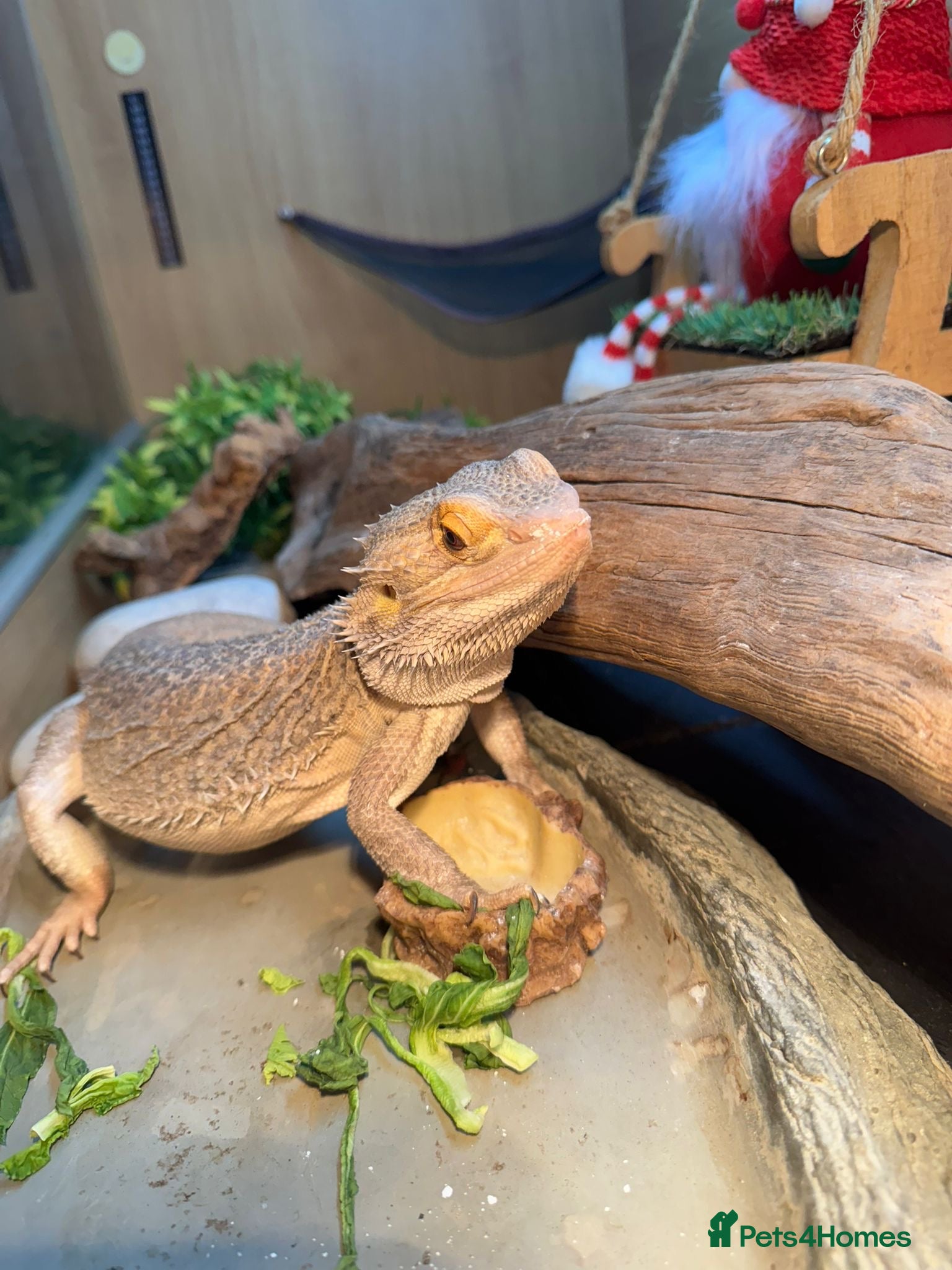 Bearded Dragon reptiles Bearded dragon  - Advert 1