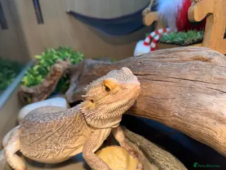 Bearded Dragon reptiles Bearded dragon - Advert 1